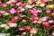 Livingstone daisy flowers