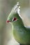 Livingstone\'s Turaco Bird