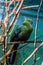 Livingstone`s turaco on the branches. Beautiful birds of the world.