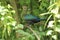 Livingstone turaco