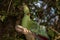 Livingstones Turaco Mosambiekloerie, green bird long crest with white and black tips