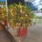 Livistona is a genus of palms, the botanical family Arecaceae, native to southeastern and eastern Asia, Australasia