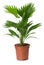 Livistona Rotundifolia palm tree in flowerpot