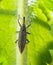 Lixus iridis weevil beetle