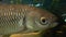 Liza haematocheilus fish in Zoo. Underwater video of fish head closeup