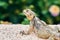 Lizard agama Hardun on a rock on the island of Rhodes