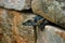 Lizard in Ancient mayan ruins in Chichen Itza, Yucatan, Mexico