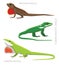 Lizard Anole Set Cartoon Vector Illustration