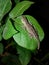 Lizard anole sleeps on a fuzzy leaf