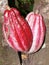 Lizard anoli on a pink cocoa pod.