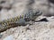 Lizard from Atacama Desert, Chile