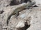 Lizard from Atacama Desert, Chile