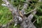 Lizard basking on a branch