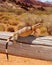 Lizard basking in the desert sun