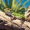 Lizard basking in the warm sun, soaking up rays peacefully