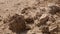 A lizard basks in the sun among the rocks in the desert, a soldier passes by in military boots.