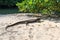 Lizard on a beach of the Philippines, Palawan water monitor