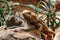 Lizard bearded dragon sitting on a piece of wood