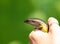 Lizard beautiful multicolor animal in human hands, colorful reptile in Bali Idonesia