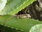 A lizard on Bequia