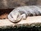 Lizard - Blue-tongued skinks - Australasian genus Tiliqua sits on ground at the Australian Zoo Gan Guru in Kibutz Nir David in Is