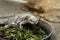 lizard in a bowl with green leaves in the zoo in the sunshine