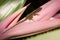 A lizard on a bromeliads flower