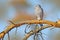 Lizard buzzard, Kaupifalco monogrammicus, birds of prey sitting on the branch with blue sky. Wildlife scene from African nature. R