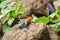 Lizard called agame settlers in the savannah of Amboseli Park in