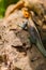 Lizard called agame settlers in the savannah of Amboseli Park in