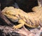 Lizard called Pogona or bearded dragon for the particular scales