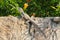 Lizard Caucasian Agama on the stone wall