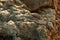 A lizard Chalcides bedriagai, aka Bedriaga`s skink, on the stones