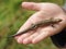 Lizard on child palm