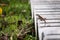 Lizard chilling on a concrete step