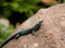 Lizard on clay jug against green leaves