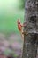 Lizard climb on tree