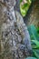Lizard climbing over tree trunk