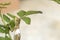 Lizard climbing on rose leafs