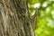 Lizard Climbing a Strong Tree