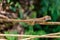 Lizard climbing on a tree