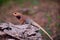 Lizard close up indian red to brown stand on fallen wood