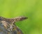 Lizard closeup podarcis muralis