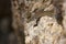 Lizard in Corsica. Padarcis tiliguerta, Tyrrhenian wall Lizard in Corsica.