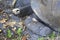 Lizard crawled on foot Aldabra giant tortoise