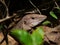Lizard Cub hidden in the Brazilian Savanna