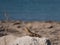 Lizard on a Cyprian beach