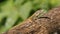 Lizard on a dried  branch