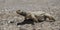 Lizard Egyptian Mastigure in Eilat