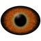 Lizard eye. Isolated brown elliptic eye. Big eye with striped iris